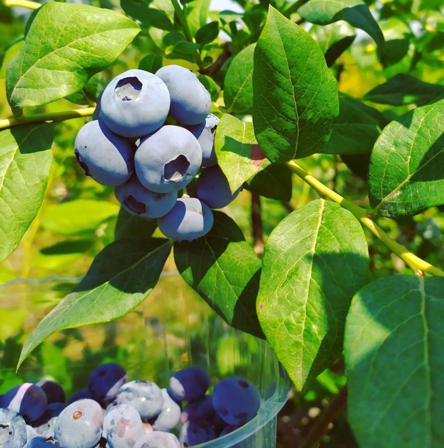 Moncrivello B&B Il Mirtillo מראה חיצוני תמונה